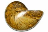 Polished Fossil Nautilus (Cymatoceras) - Madagascar #378979-1